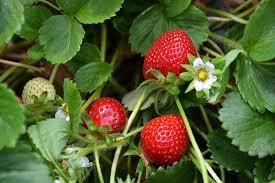 Strawberry Fragaria
